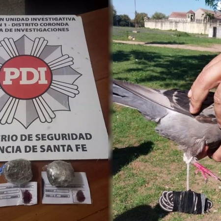 Encontraron una paloma mensajera en la cárcel de Coronda con dos bochitas de marihuana